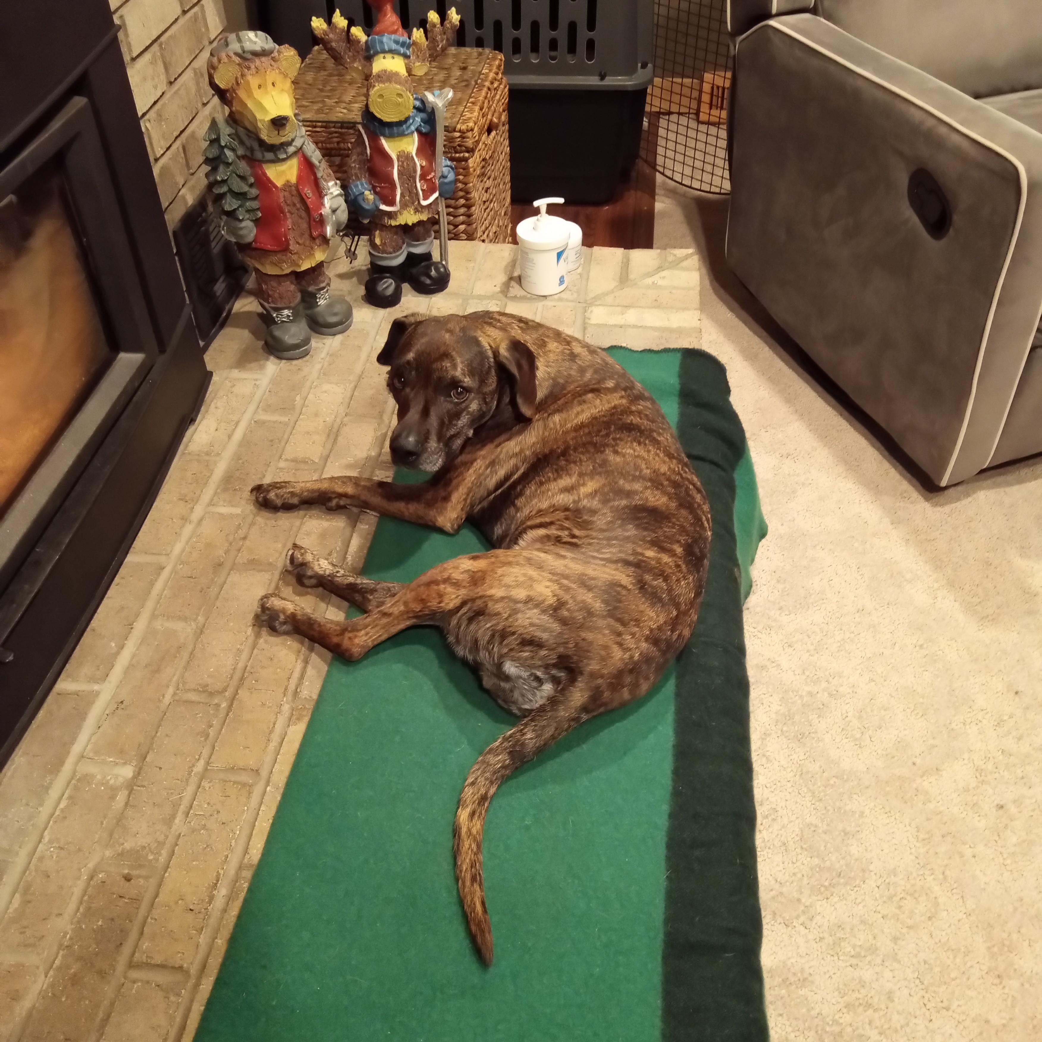Bonanza Jellybean, a ADOPTABLE mixed breed in Mason City, IL image 6/6