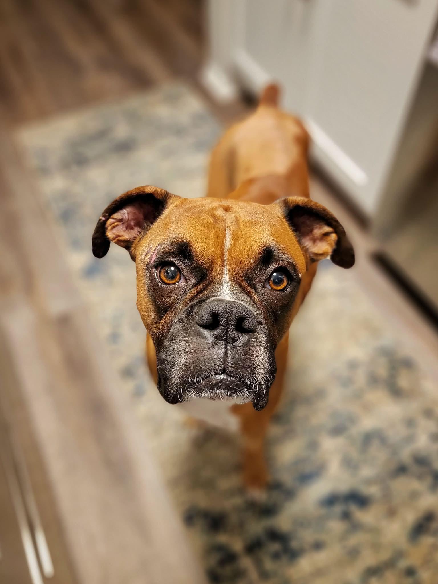 Enlarge Bruce, a Adopted Boxer in Monticello, NY image 1/3