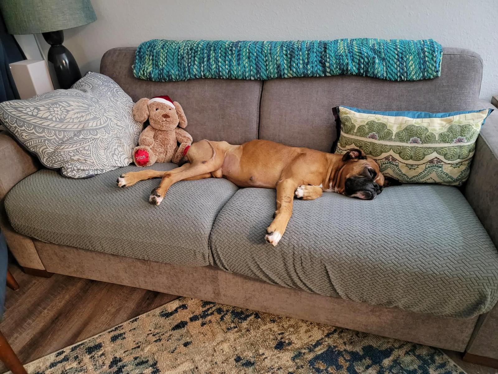 Enlarge Bruce, a Adopted Boxer in Monticello, NY image 3/3