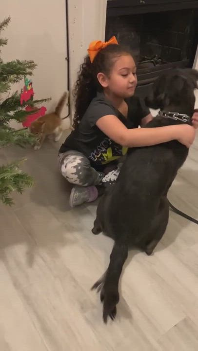 Enlarge Kyle, a Adopted mixed breed in Houston, TX video 6/11