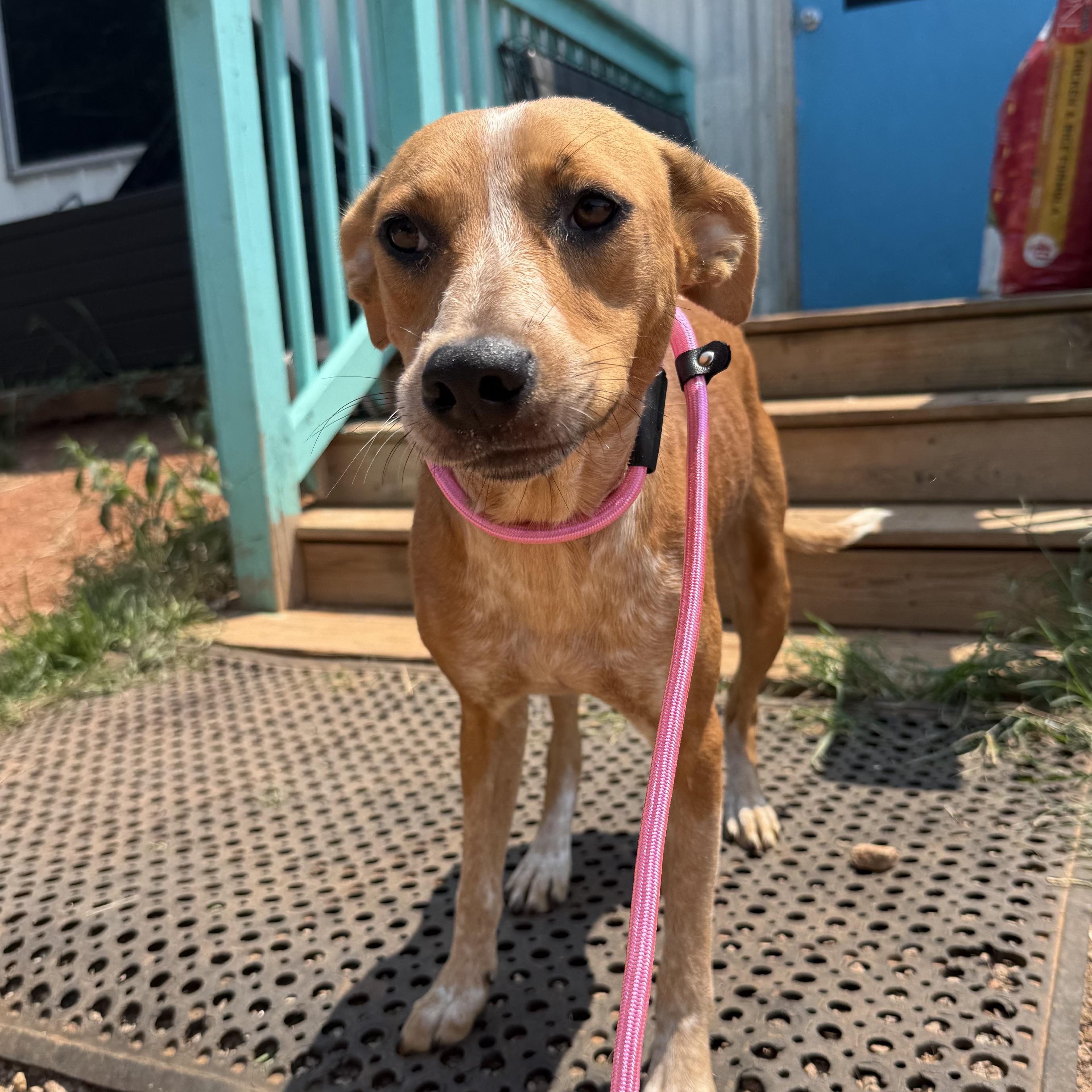 Enlarge Edie, a Adoptable mixed breed in Washington, DC image 6/6
