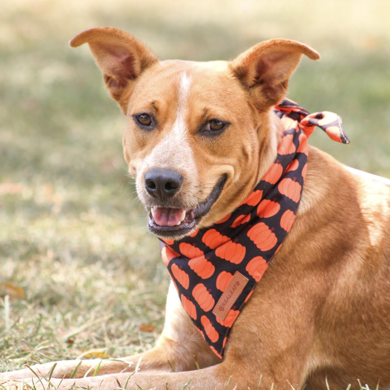 Edie, Adoptable, Young Female Cattle Dog.