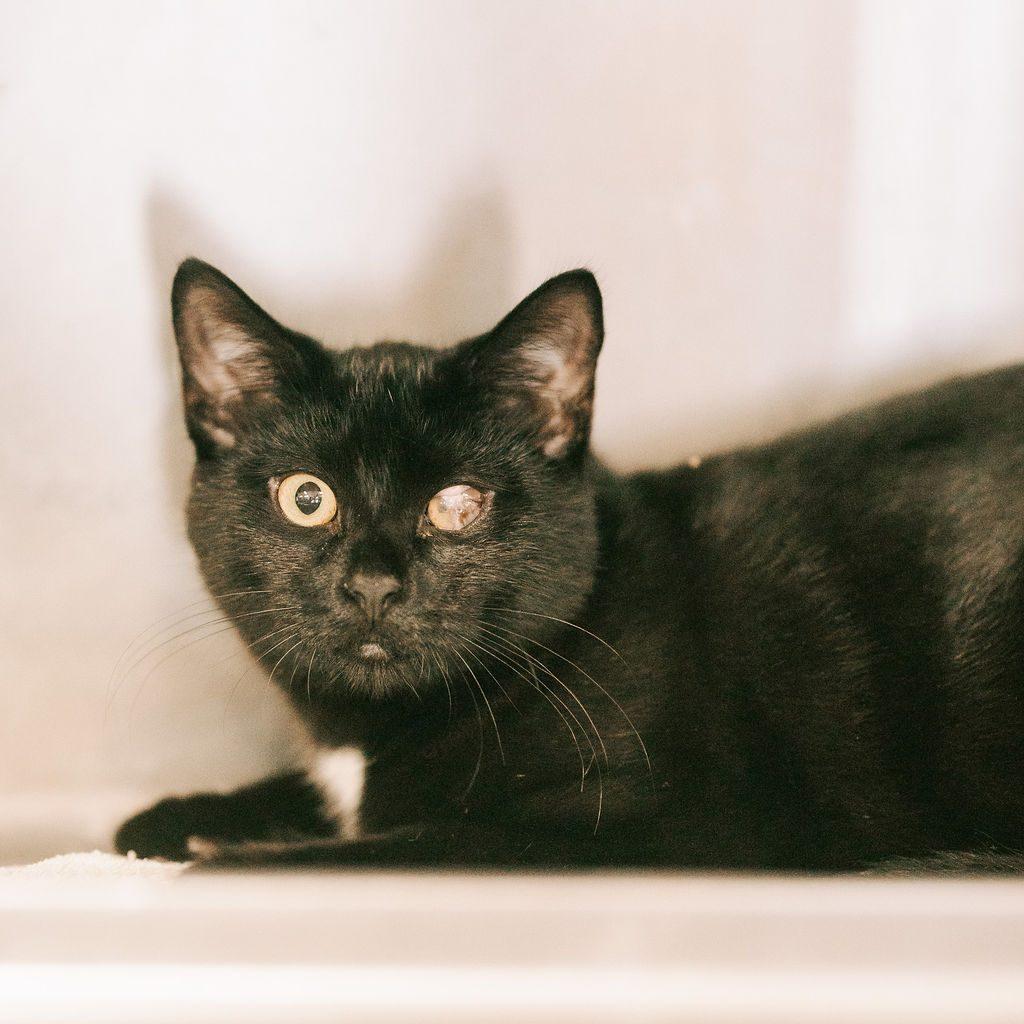 Enlarge Tokyo, a Adoptable Domestic Medium Hair in Old Bridge, NJ image 1/1