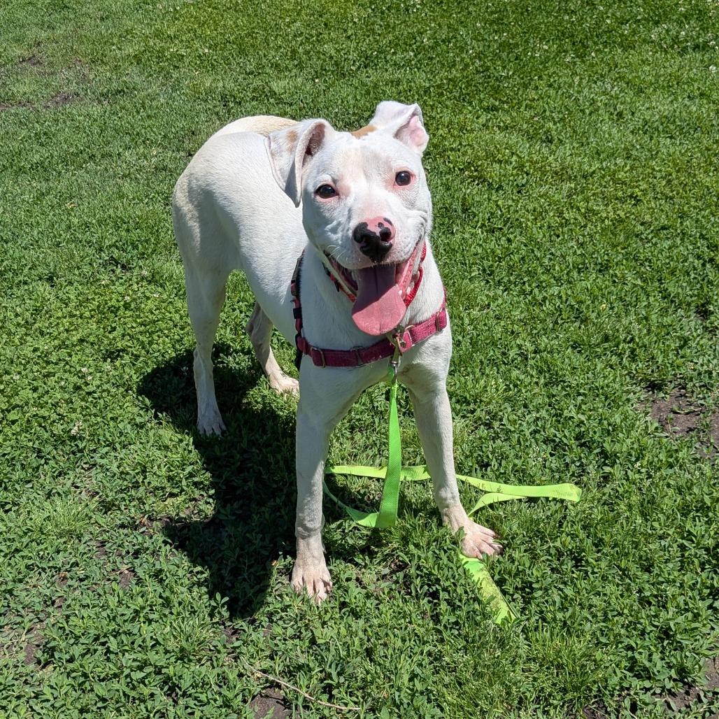 Fin, Adoptable, Young Male Pit Bull Terrier.