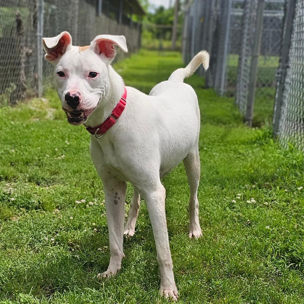 Fin, a Adoptable Pit Bull Terrier in Tulsa, OK image 2/6