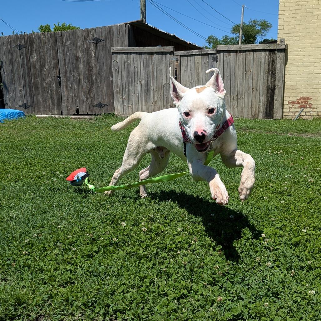 Enlarge Fin, a Adoptable Pit Bull Terrier in Tulsa, OK image 2/6