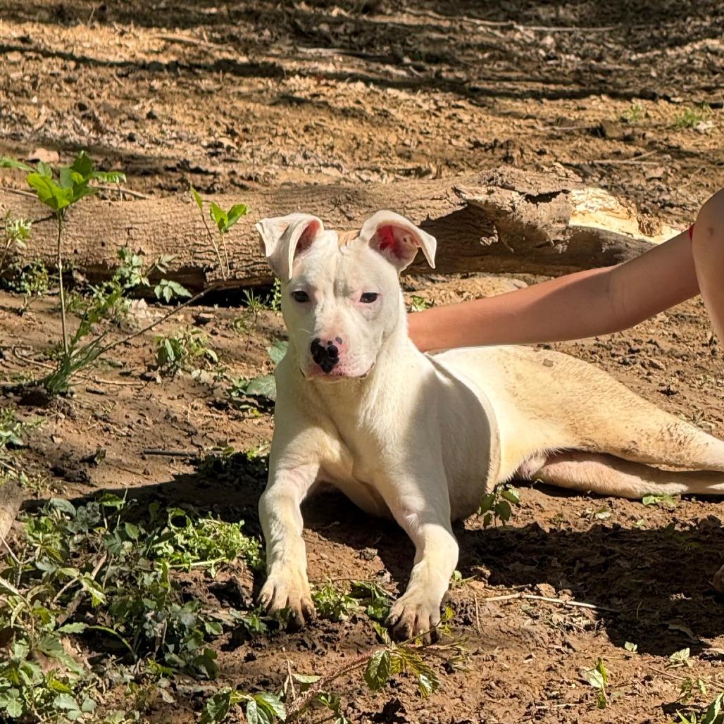 Enlarge Fin, a Adoptable Pit Bull Terrier in Tulsa, OK image 3/6