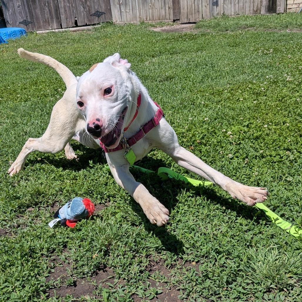 Enlarge Fin, a Adoptable Pit Bull Terrier in Tulsa, OK image 4/6