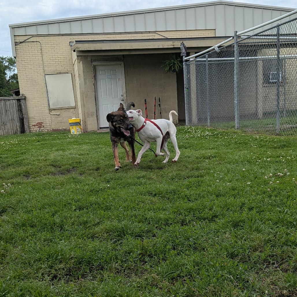 Enlarge Fin, a Adoptable Pit Bull Terrier in Tulsa, OK image 5/6