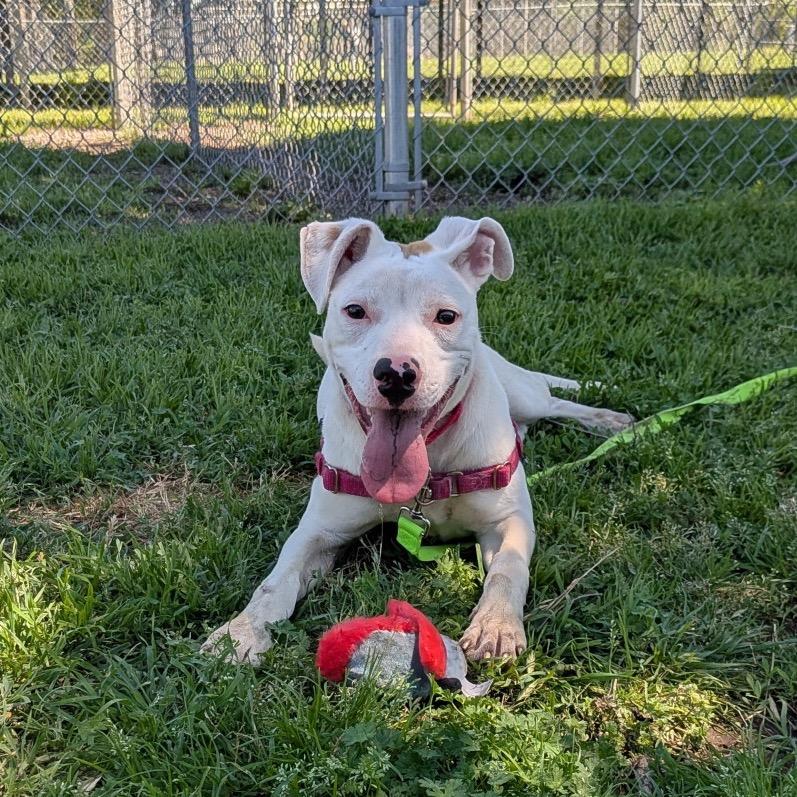 Enlarge Fin, a Adoptable Pit Bull Terrier in Tulsa, OK image 6/6