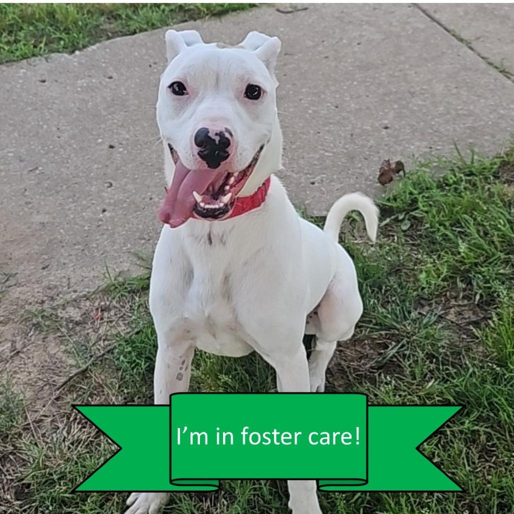 Enlarge Fin, a Adoptable Pit Bull Terrier in Tulsa, OK image 6/6
