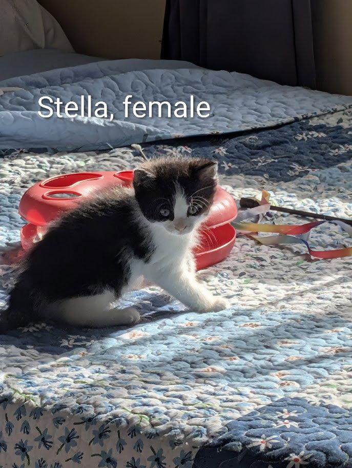 Stella, Adopted, Young Female Domestic Short Hair.