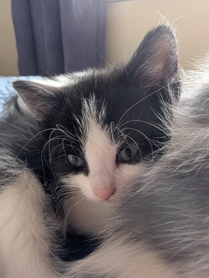 Stella, a Adopted Domestic Short Hair in Orleans, ON image 2/2