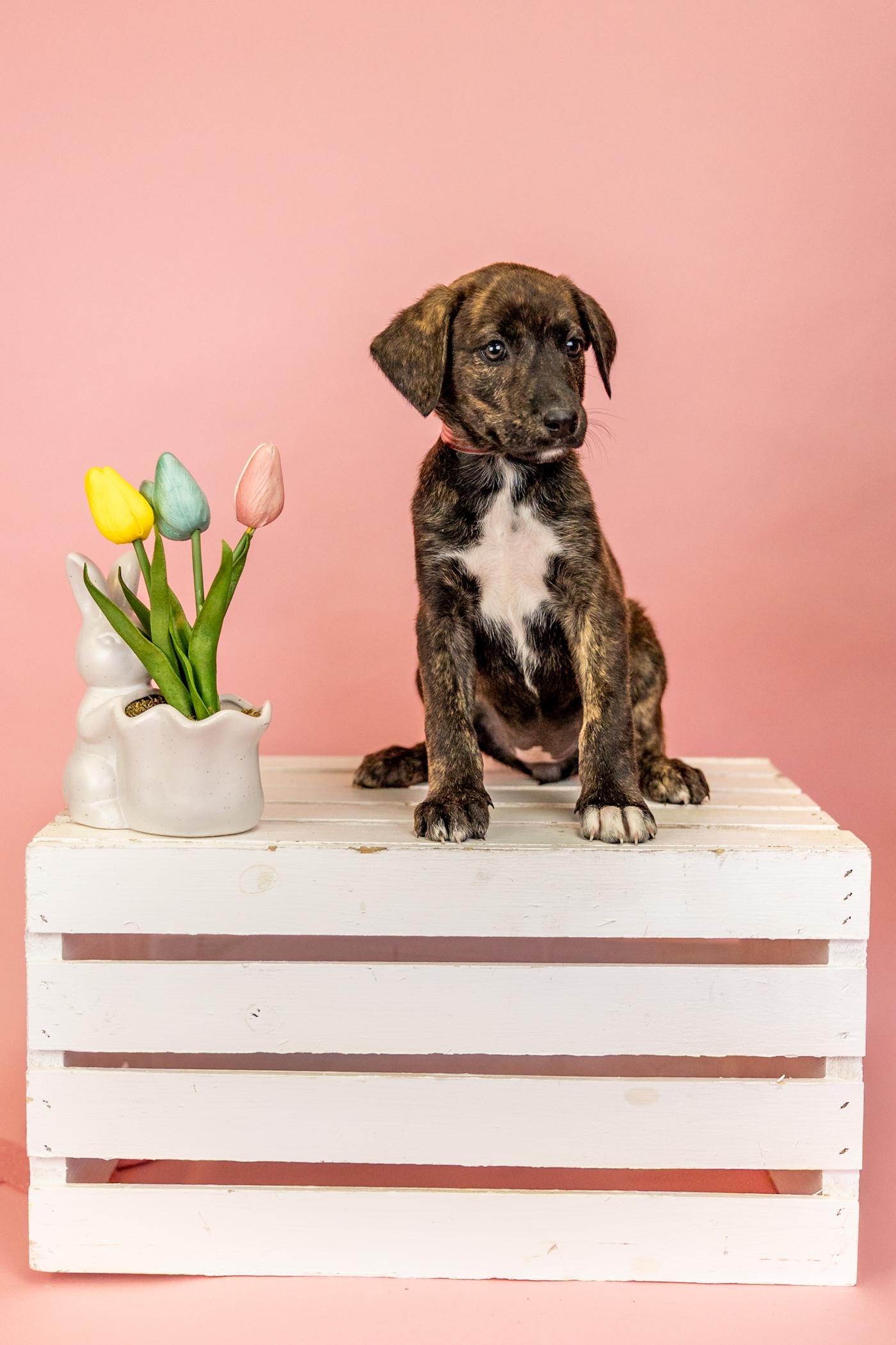 247-26, ADOPTABLE, Puppy Female Shepherd & Hound.