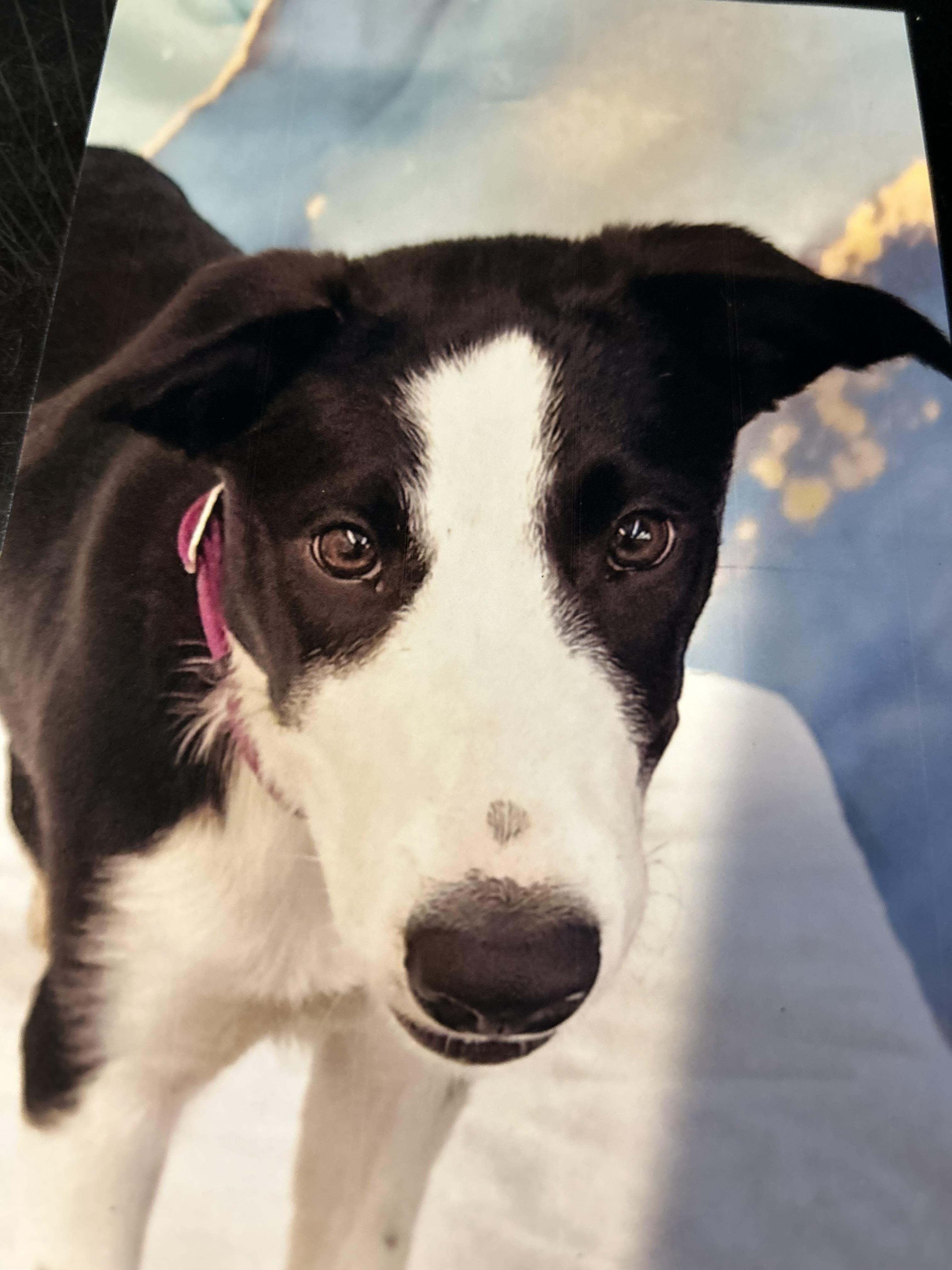Enlarge fanny, a Adoptable Border Collie in Bradenton, FL image 3/5