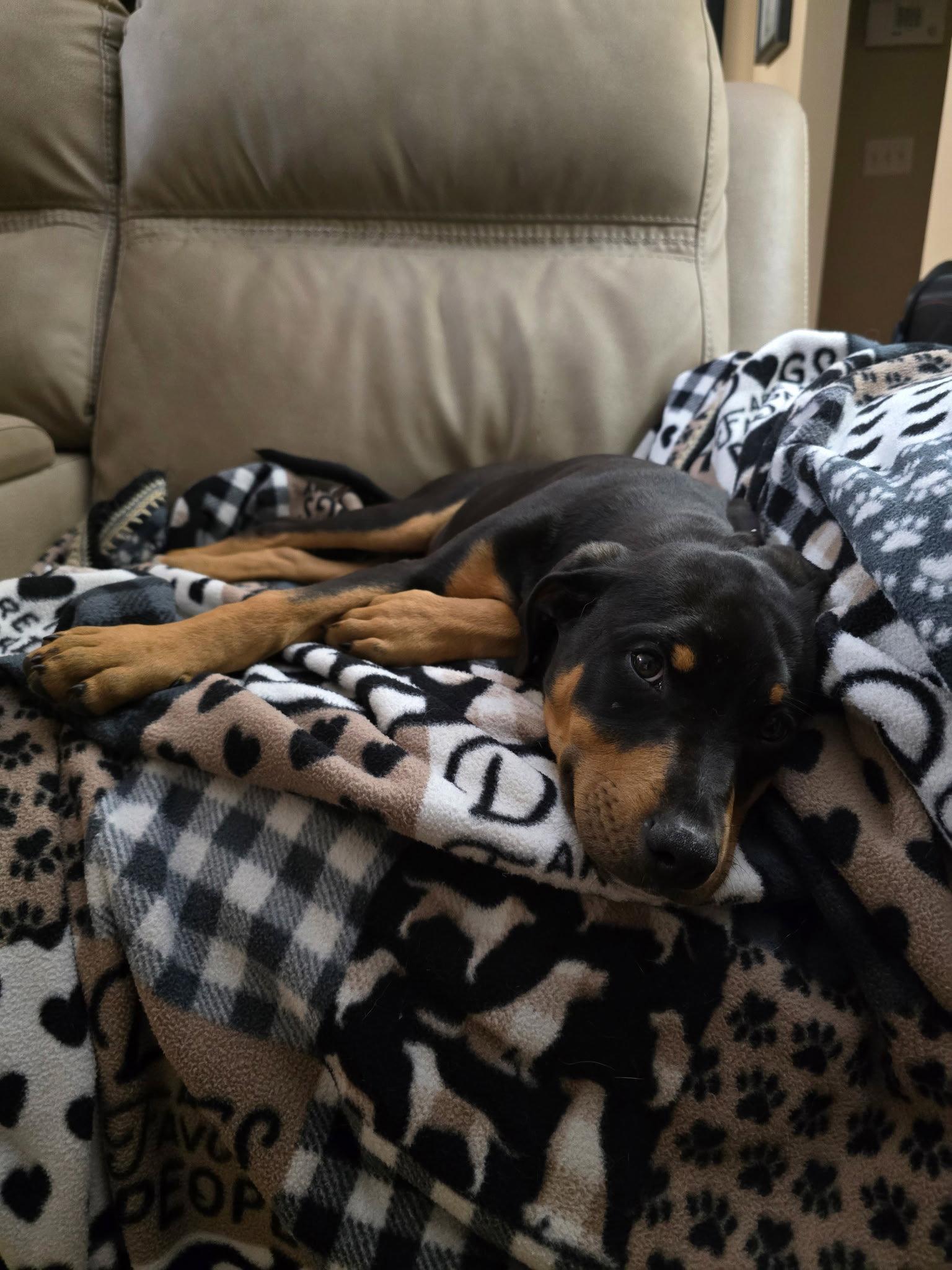 Enlarge Leo(puppy), a Adopted Doberman Pinscher in Minneapolis, MN image 1/3