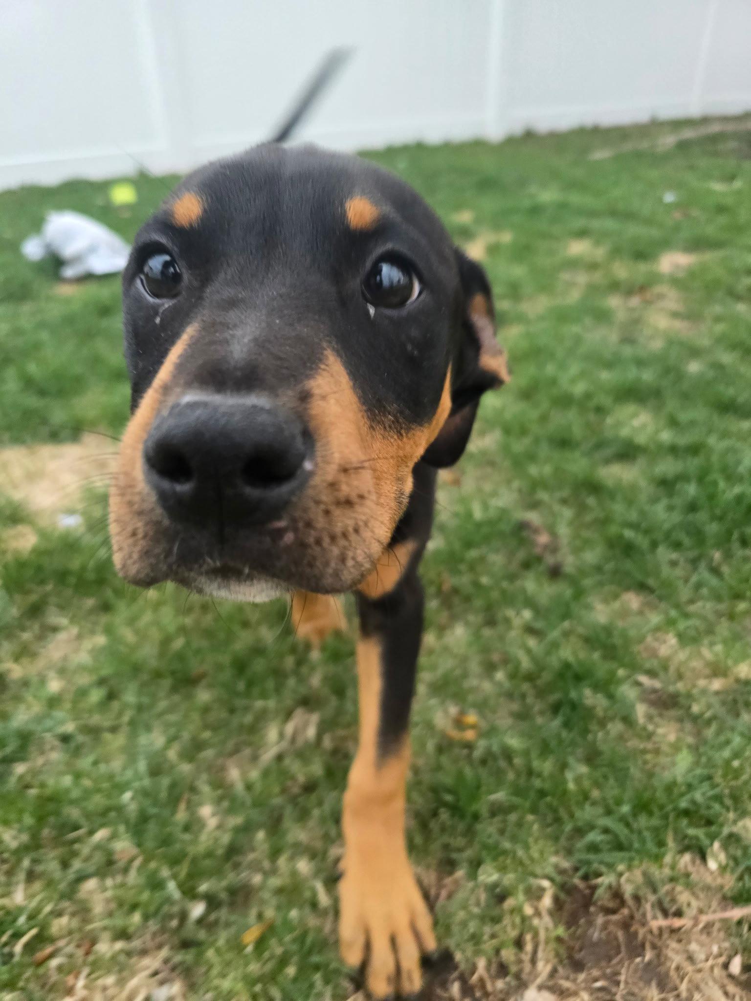 Enlarge Leo(puppy), a Adopted Doberman Pinscher in Minneapolis, MN image 2/3