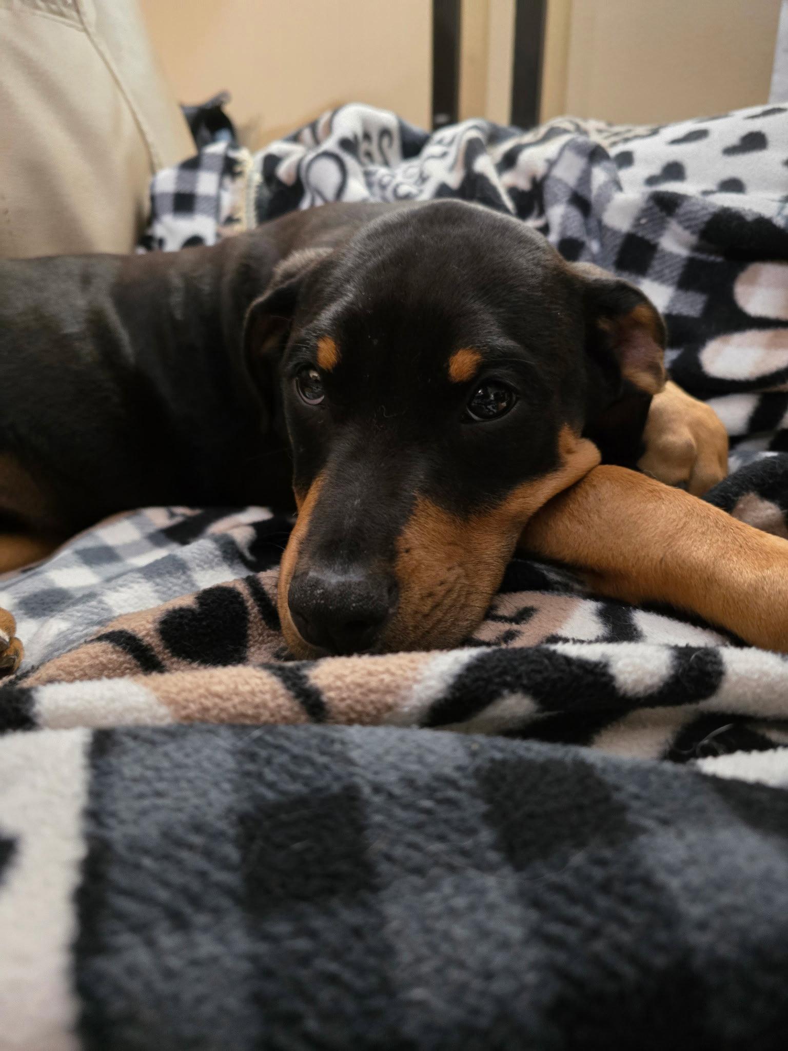 Enlarge Leo(puppy), a Adopted Doberman Pinscher in Minneapolis, MN image 3/3
