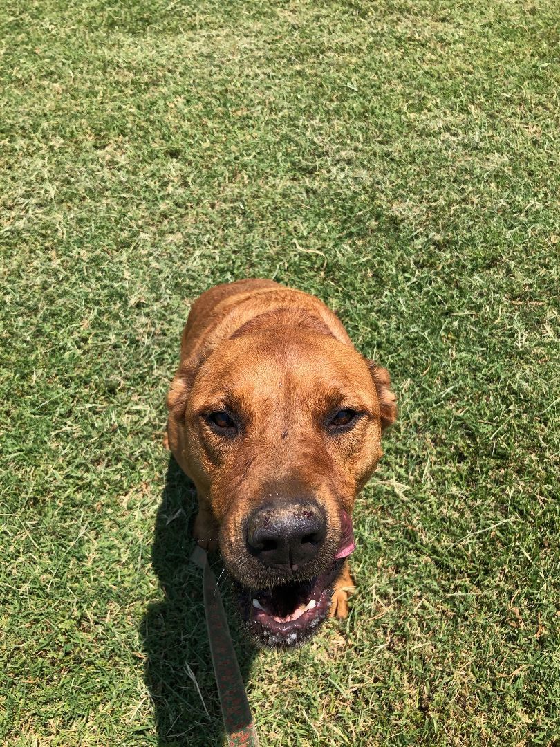 Enlarge Lexi, a Adoptable mixed breed in Tulsa, OK image 1/2