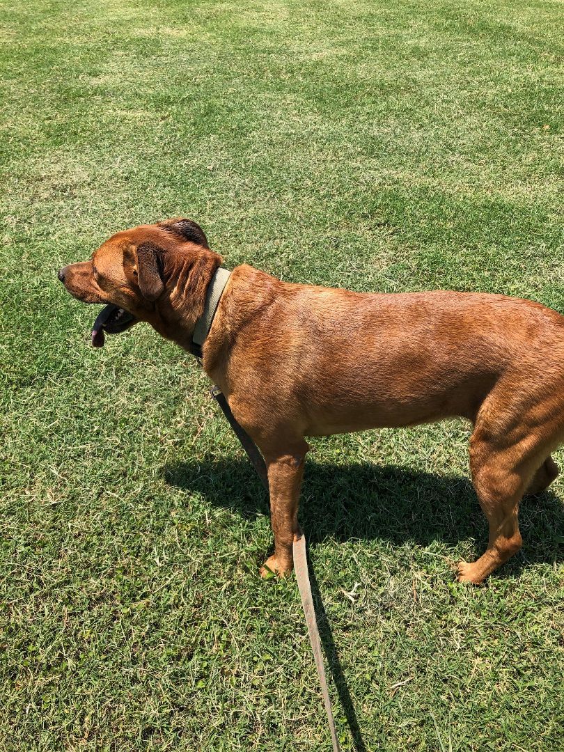 Enlarge Lexi, a Adoptable mixed breed in Tulsa, OK image 2/2