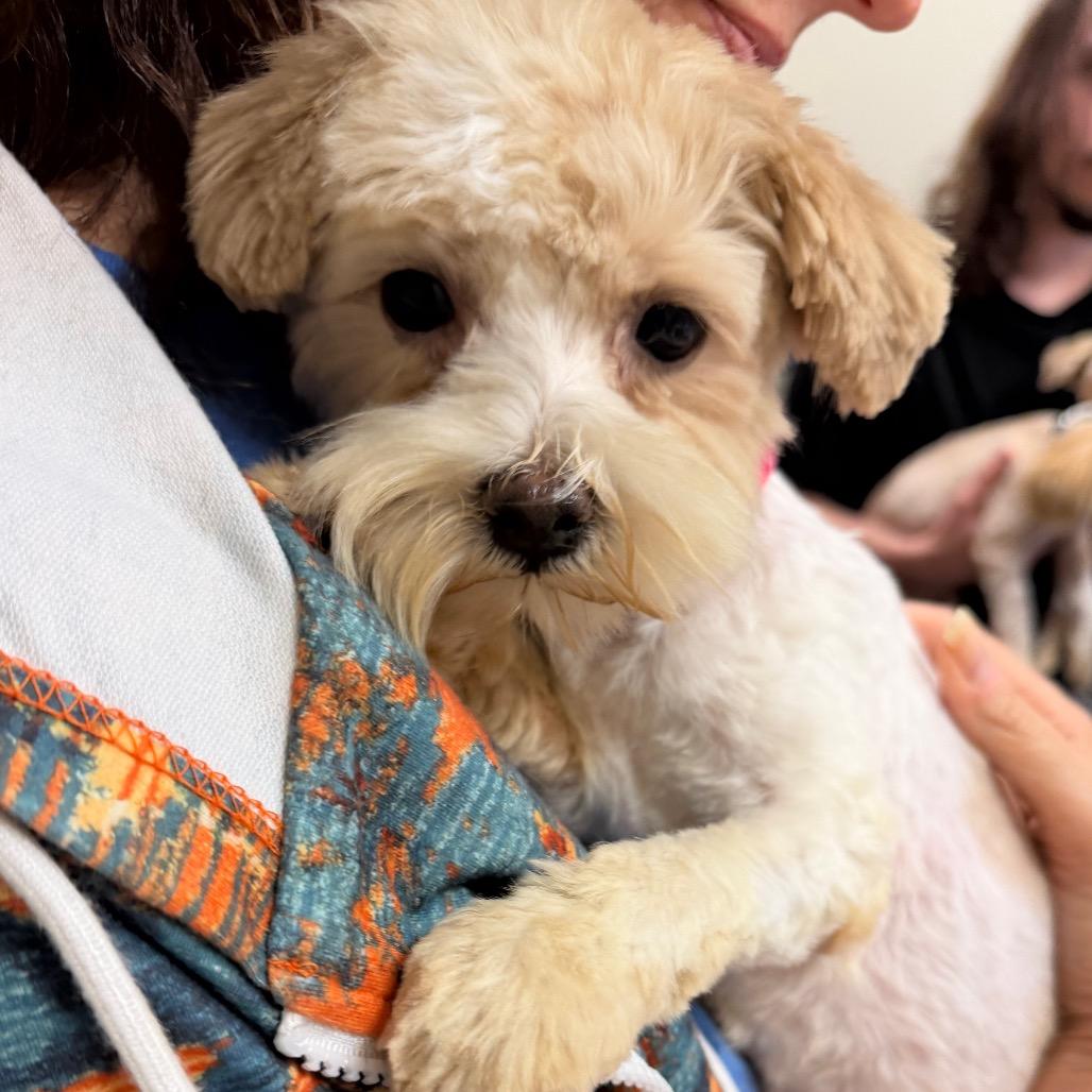Winkie C-34112, Adoptable, Young Female Maltese.