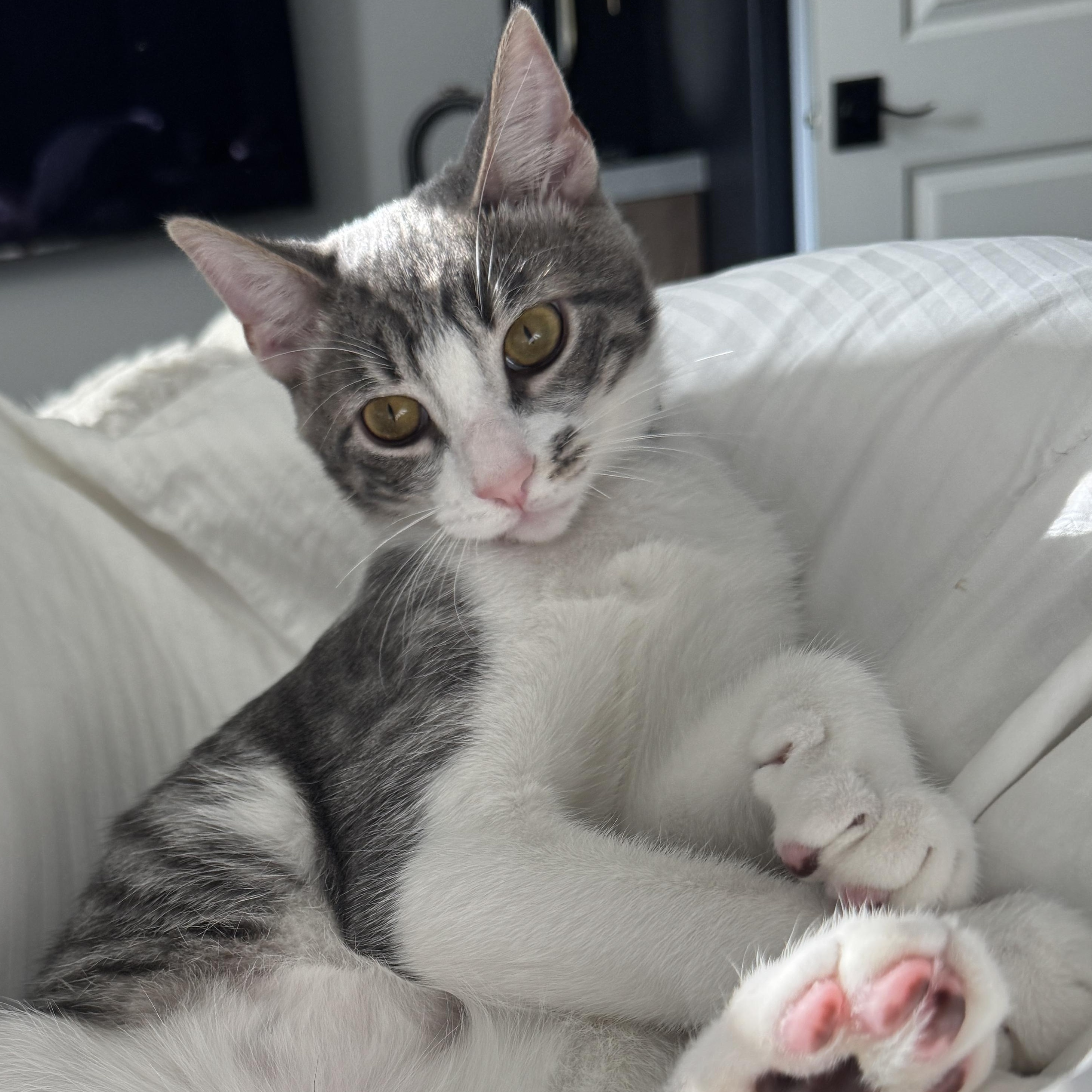 Sardine, Adoptable, Kitten Male Domestic Short Hair.