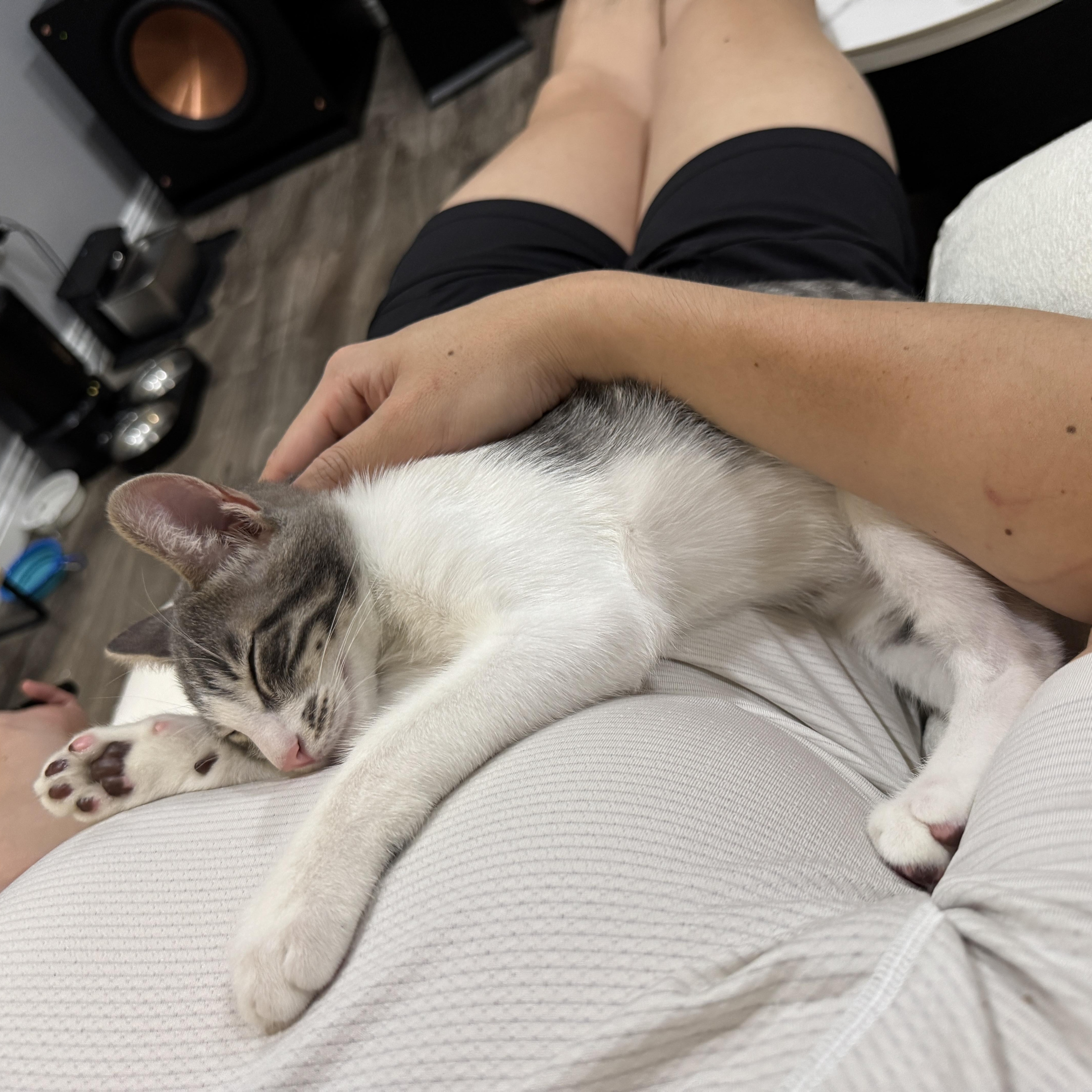 Sardine, a Adoptable Domestic Short Hair in Santa Ana, CA image 2/6