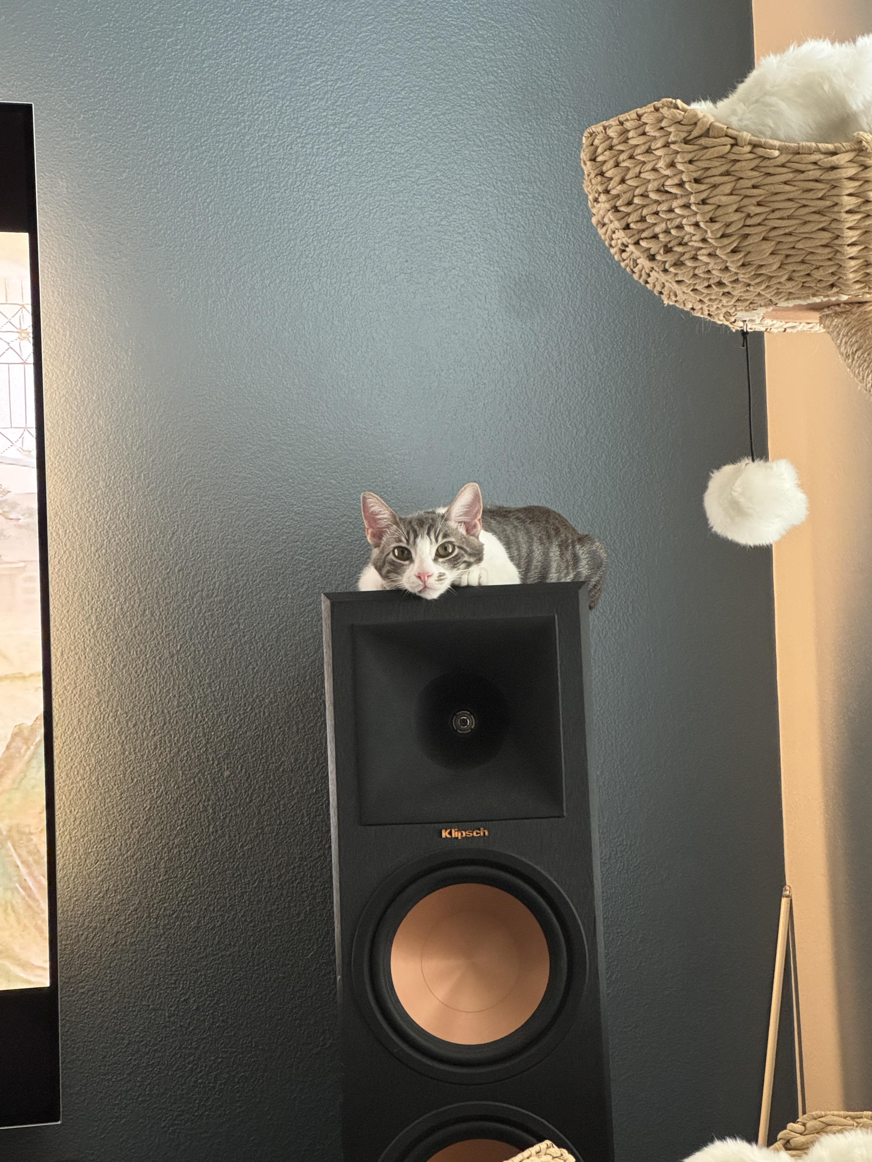 Sardine, a Adoptable Domestic Short Hair in Santa Ana, CA image 3/6