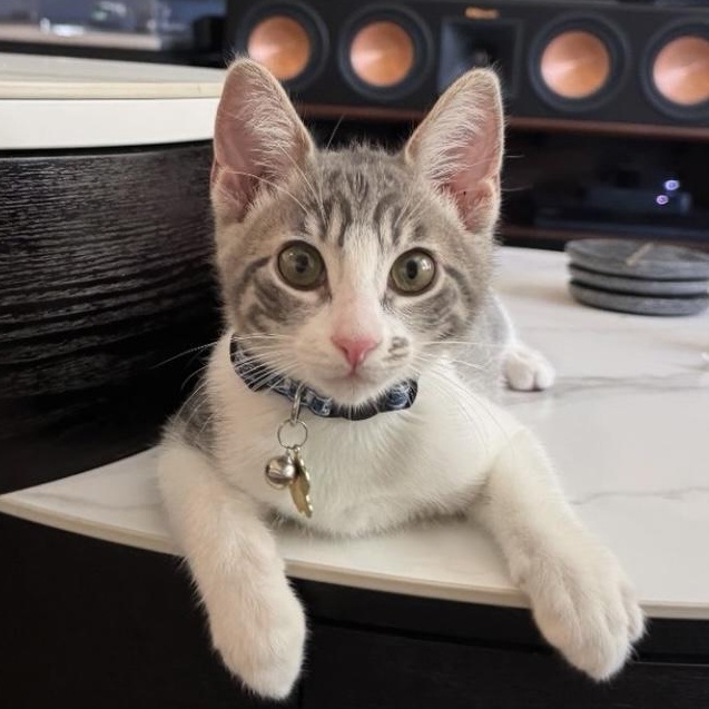 Sardine, a Adoptable Domestic Short Hair in Santa Ana, CA image 4/6