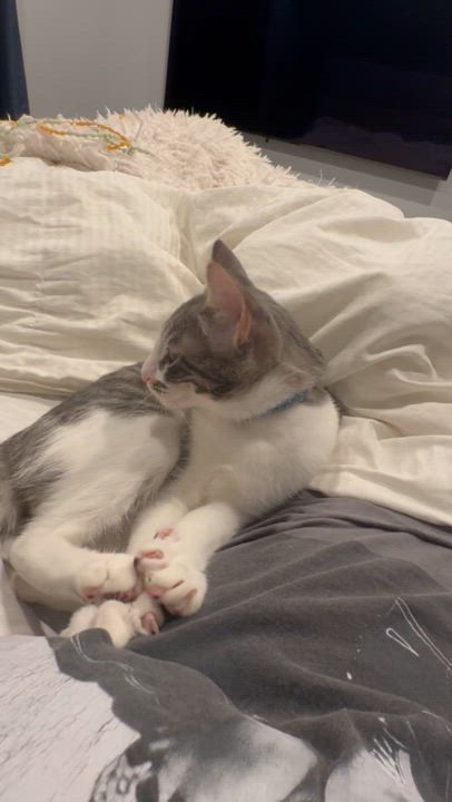 Enlarge Sardine, a Adoptable Domestic Short Hair in Santa Ana, CA video 5/6