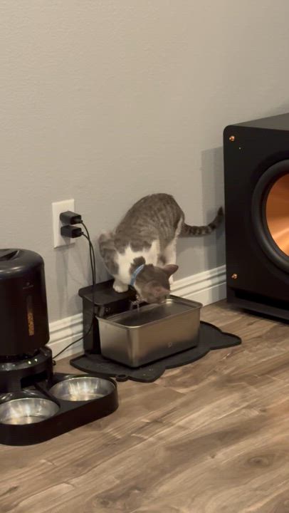 Enlarge Sardine, a Adoptable Domestic Short Hair in Santa Ana, CA video 6/6