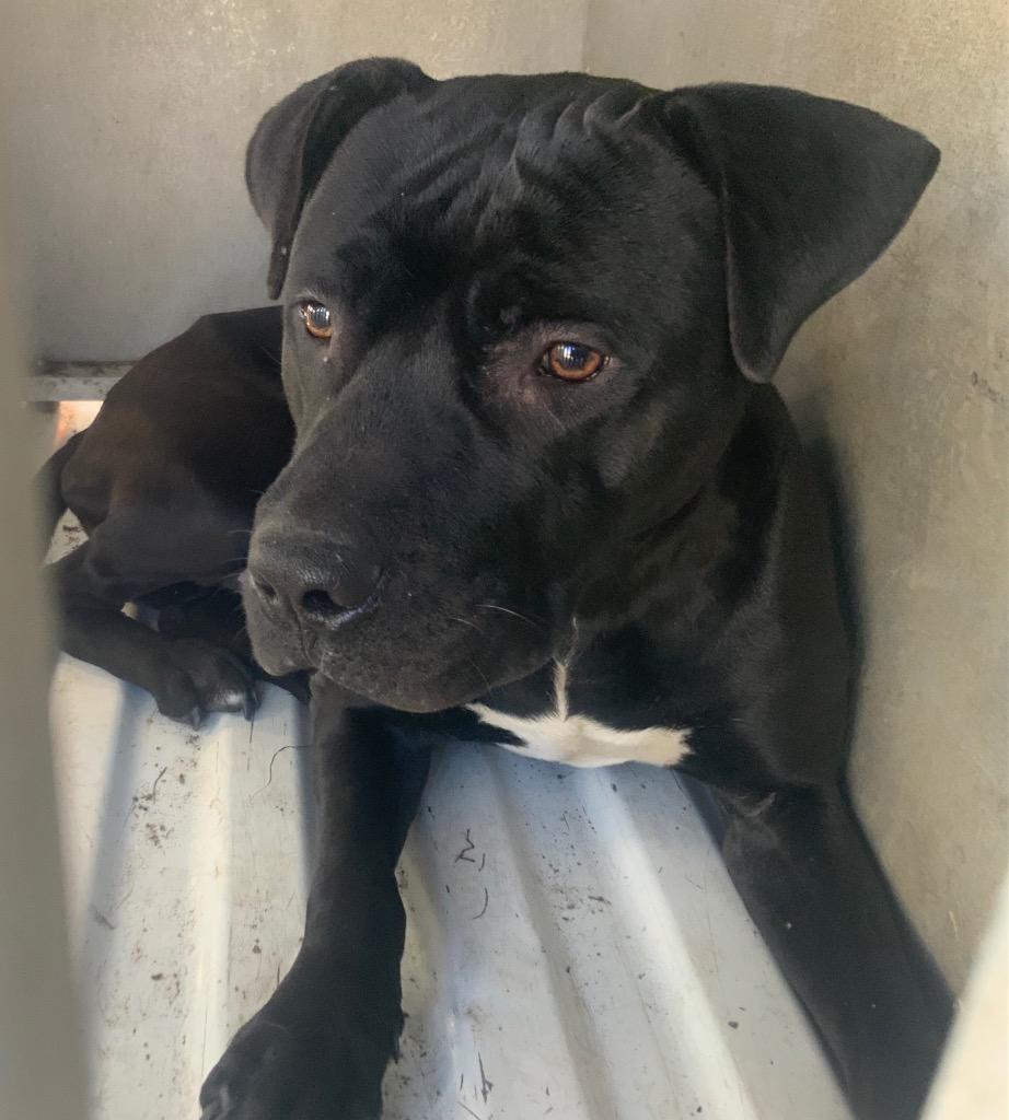 Enlarge Kip, a Adoptable mixed breed in Effingham, SC image 1/1