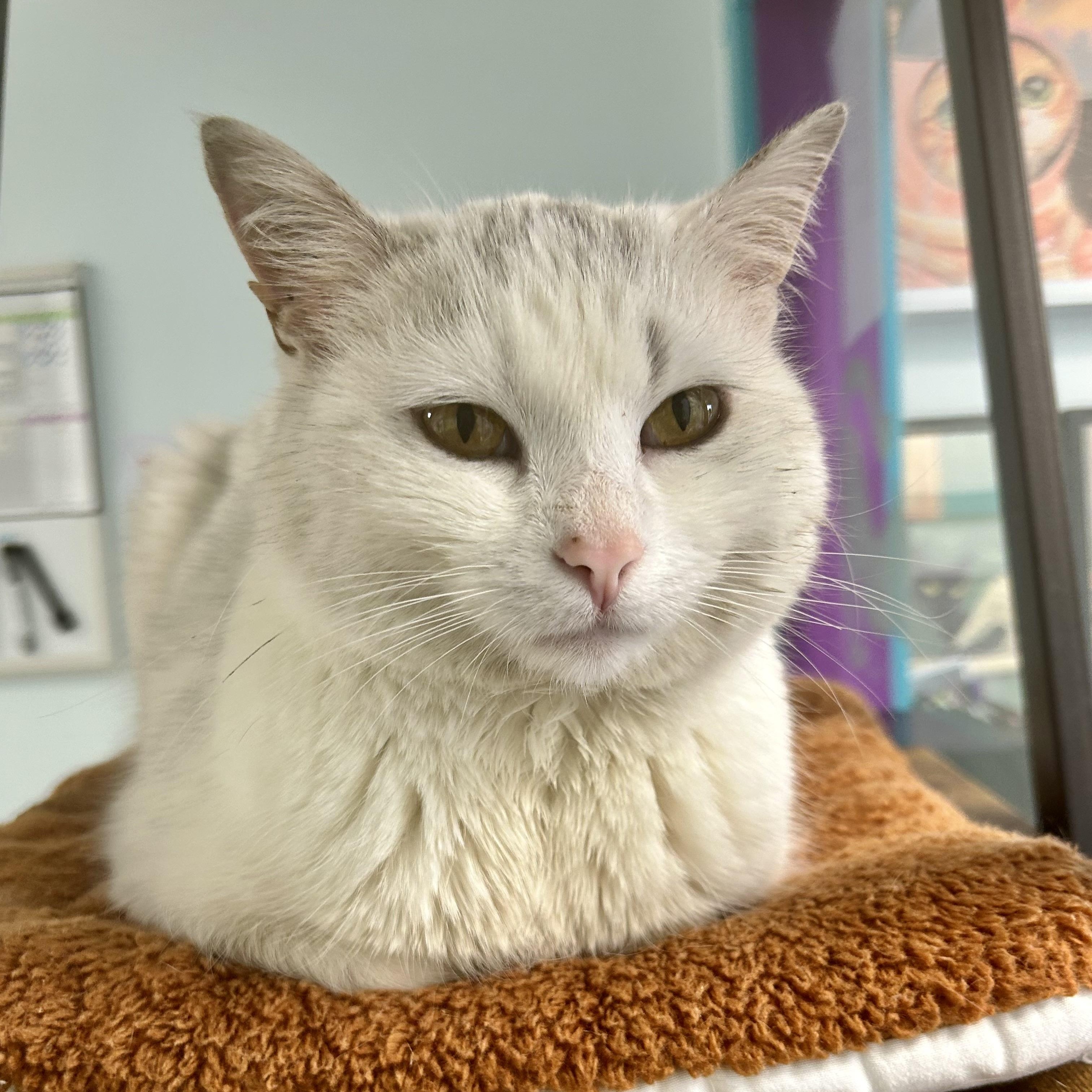 Lady - ADOPTION PENDING, ADOPTABLE, Adult Female Domestic Short Hair.