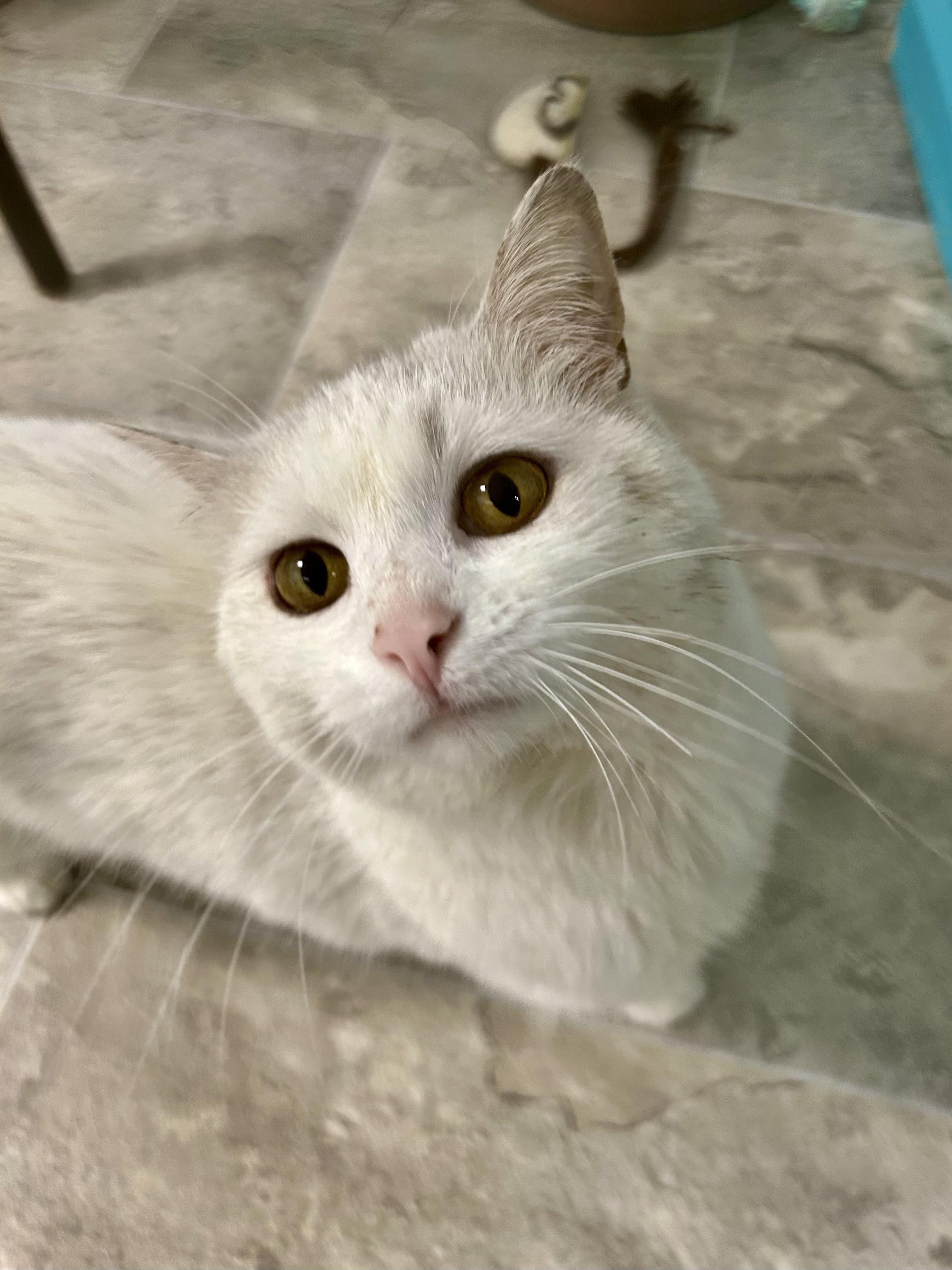 Enlarge Lady - ADOPTION PENDING, a ADOPTABLE Domestic Short Hair in Grand Rapids, MI image 5/6