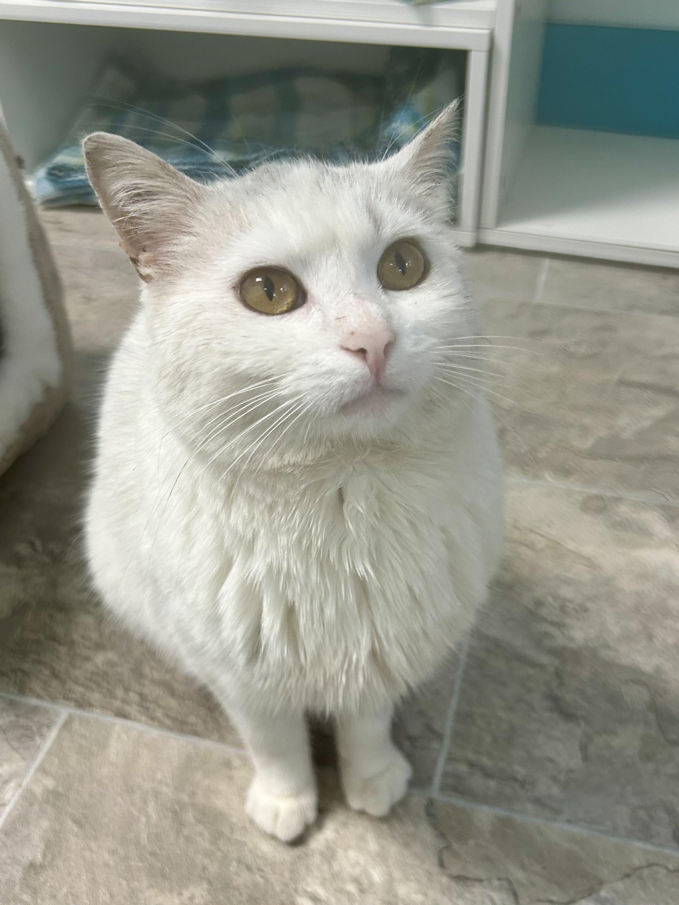 Enlarge Lady - ADOPTION PENDING, a ADOPTABLE Domestic Short Hair in Grand Rapids, MI image 2/6