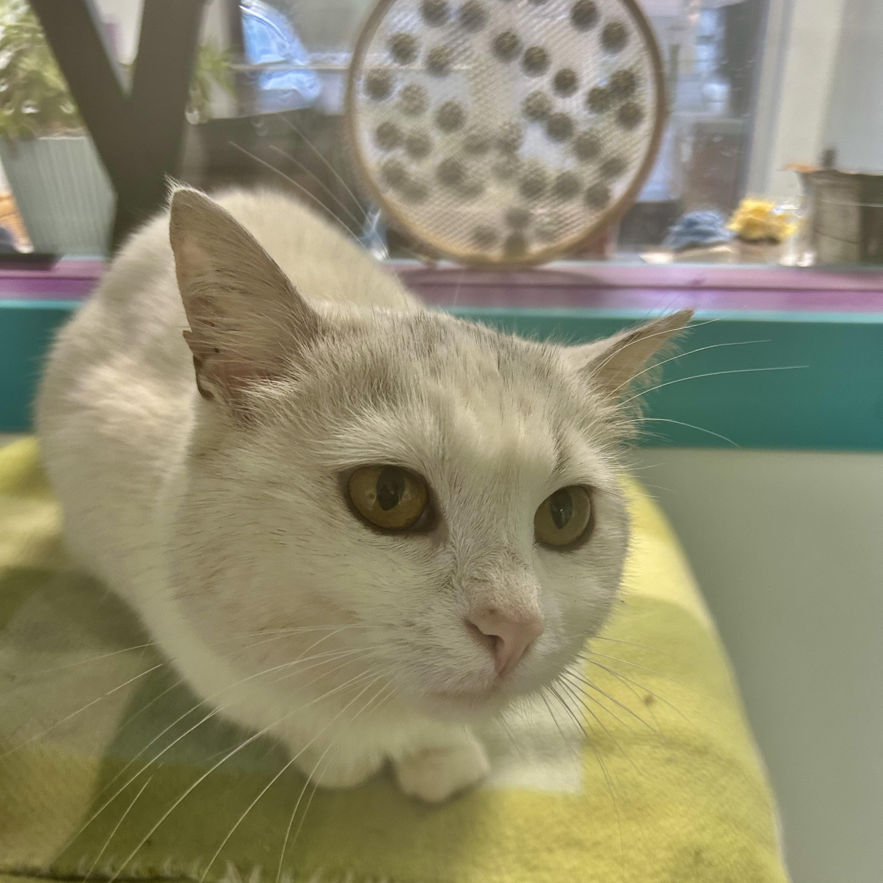 Enlarge Lady - ADOPTION PENDING, a ADOPTABLE Domestic Short Hair in Grand Rapids, MI image 4/6