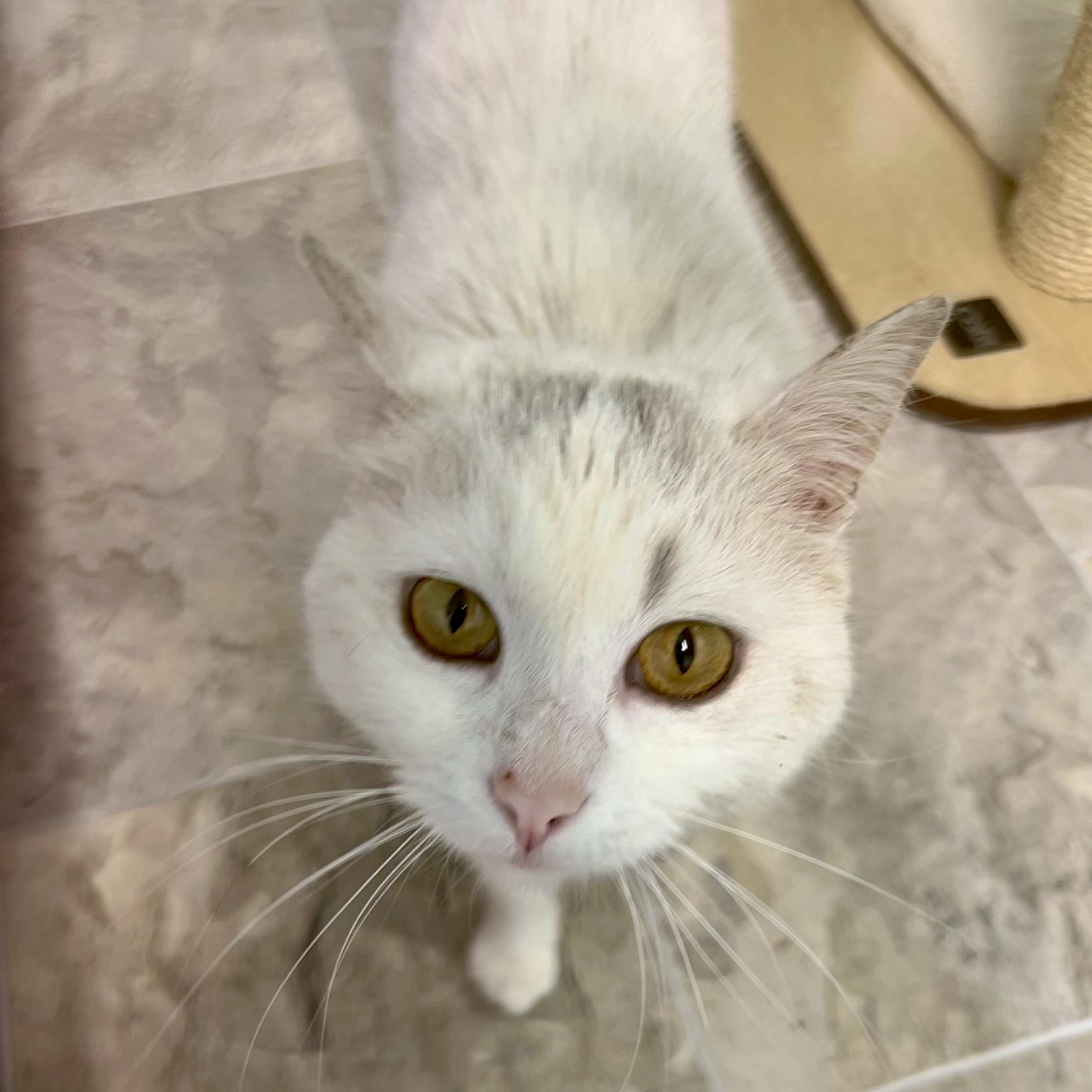 Enlarge Lady - ADOPTION PENDING, a ADOPTABLE Domestic Short Hair in Grand Rapids, MI image 6/6