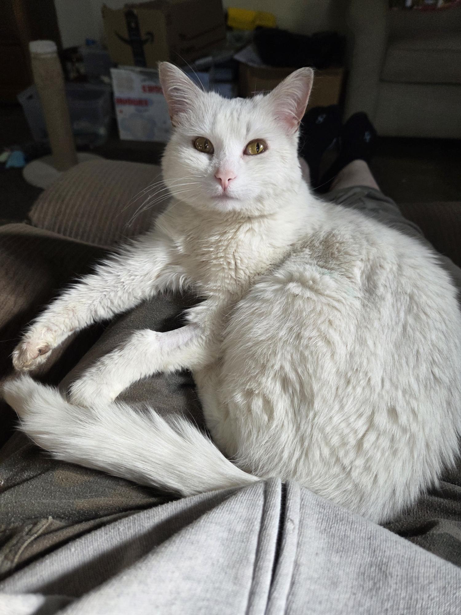 Enlarge Lady - ADOPTION PENDING, a ADOPTABLE Domestic Short Hair in Grand Rapids, MI image 3/6