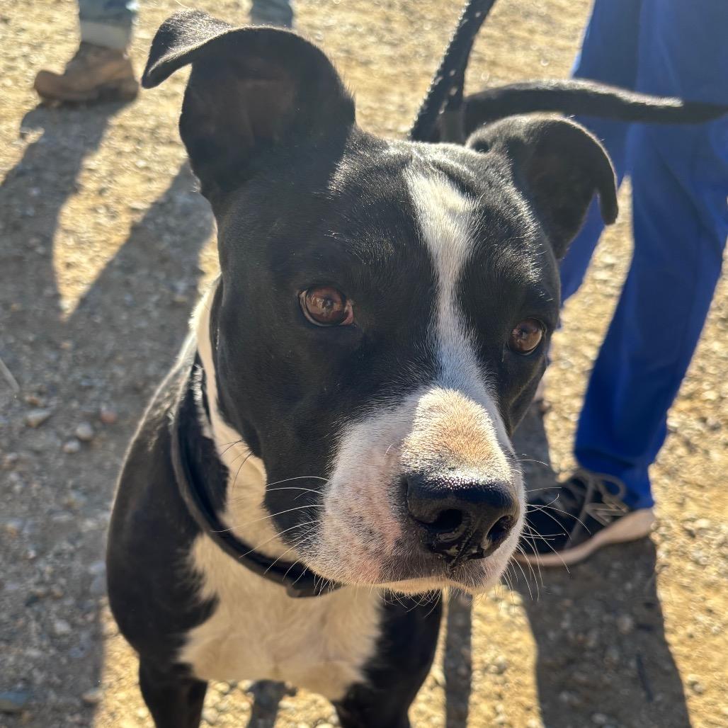 Pearl, Adoptable, Adult Female Pit Bull Terrier.