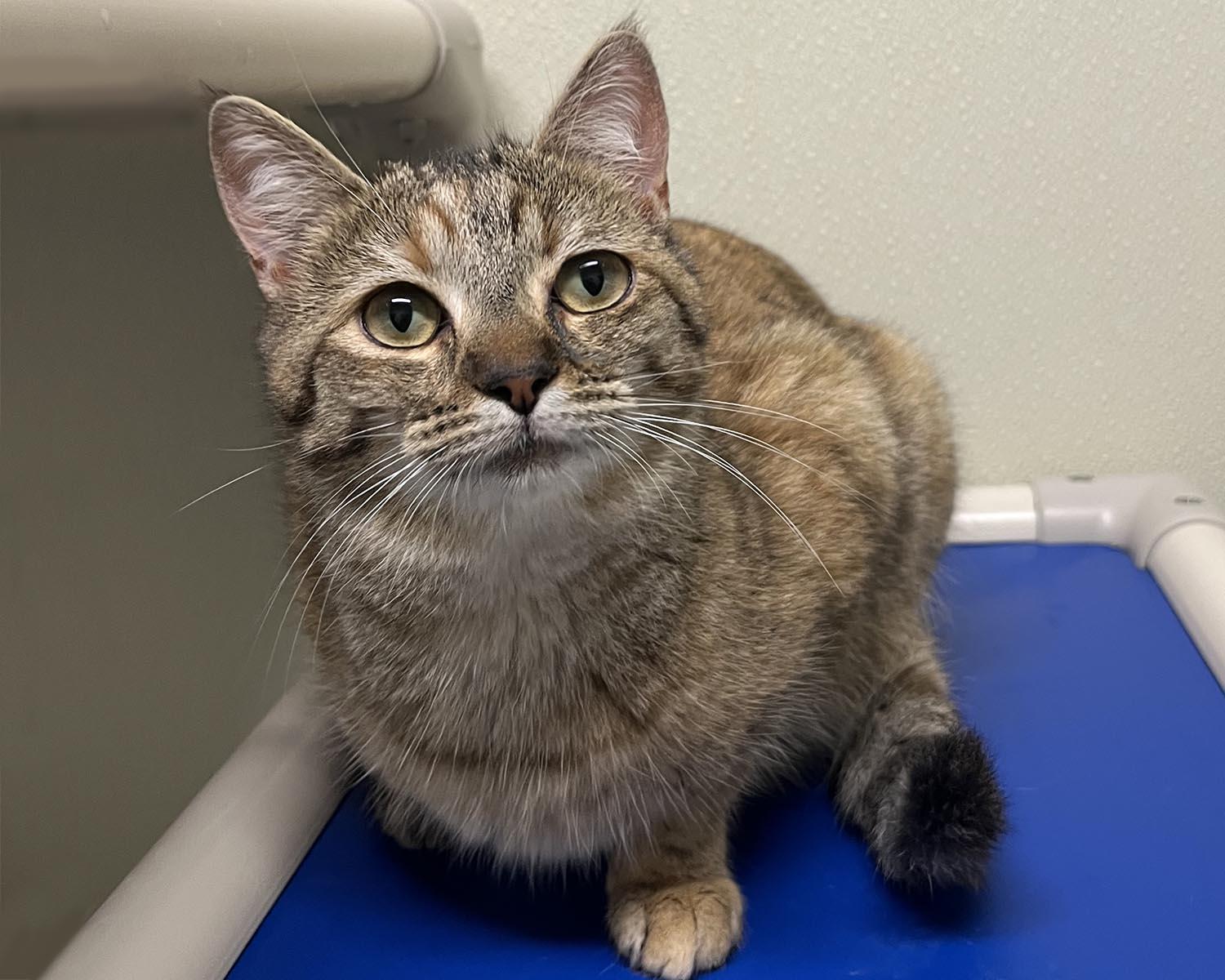 Enlarge Gypsy, a Adoptable mixed breed in Cashiers, NC image 2/5