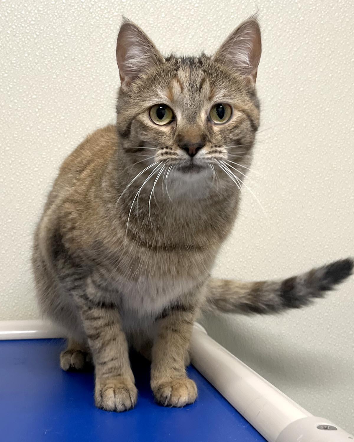 Enlarge Gypsy, a Adoptable mixed breed in Cashiers, NC image 3/5