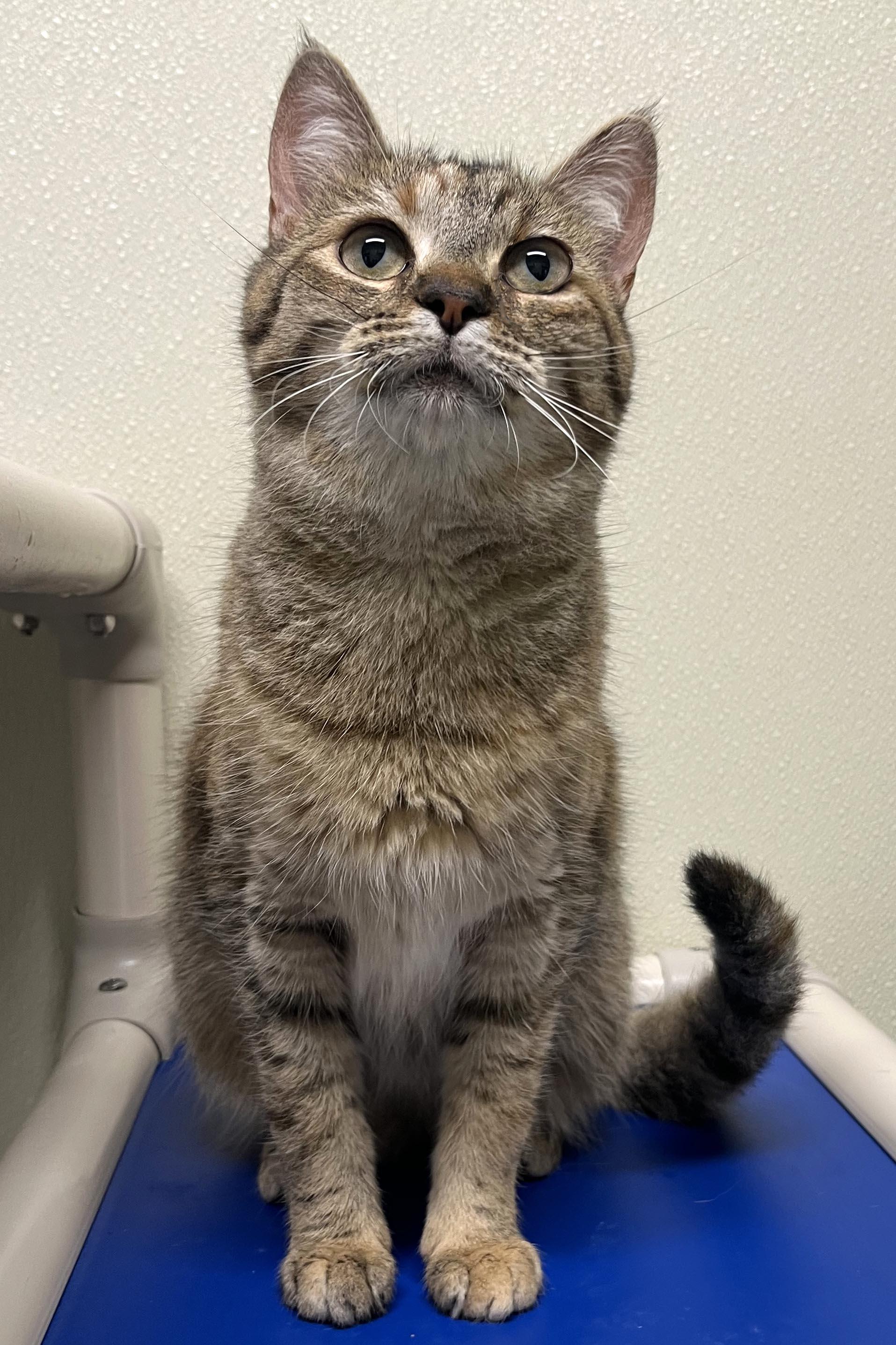 Enlarge Gypsy, a Adoptable mixed breed in Cashiers, NC image 5/5