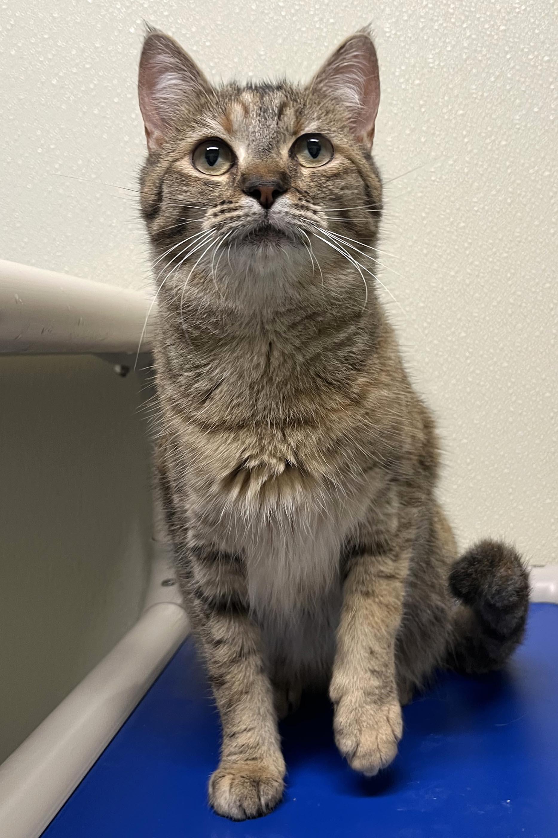 Enlarge Gypsy, a Adoptable mixed breed in Cashiers, NC image 4/5