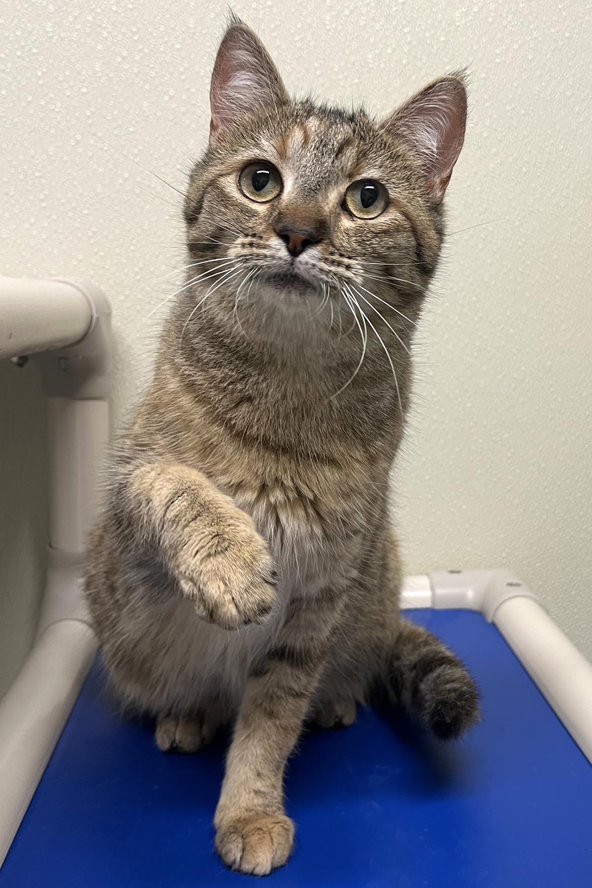 Gypsy, Adoptable, Young Female Domestic Short Hair.