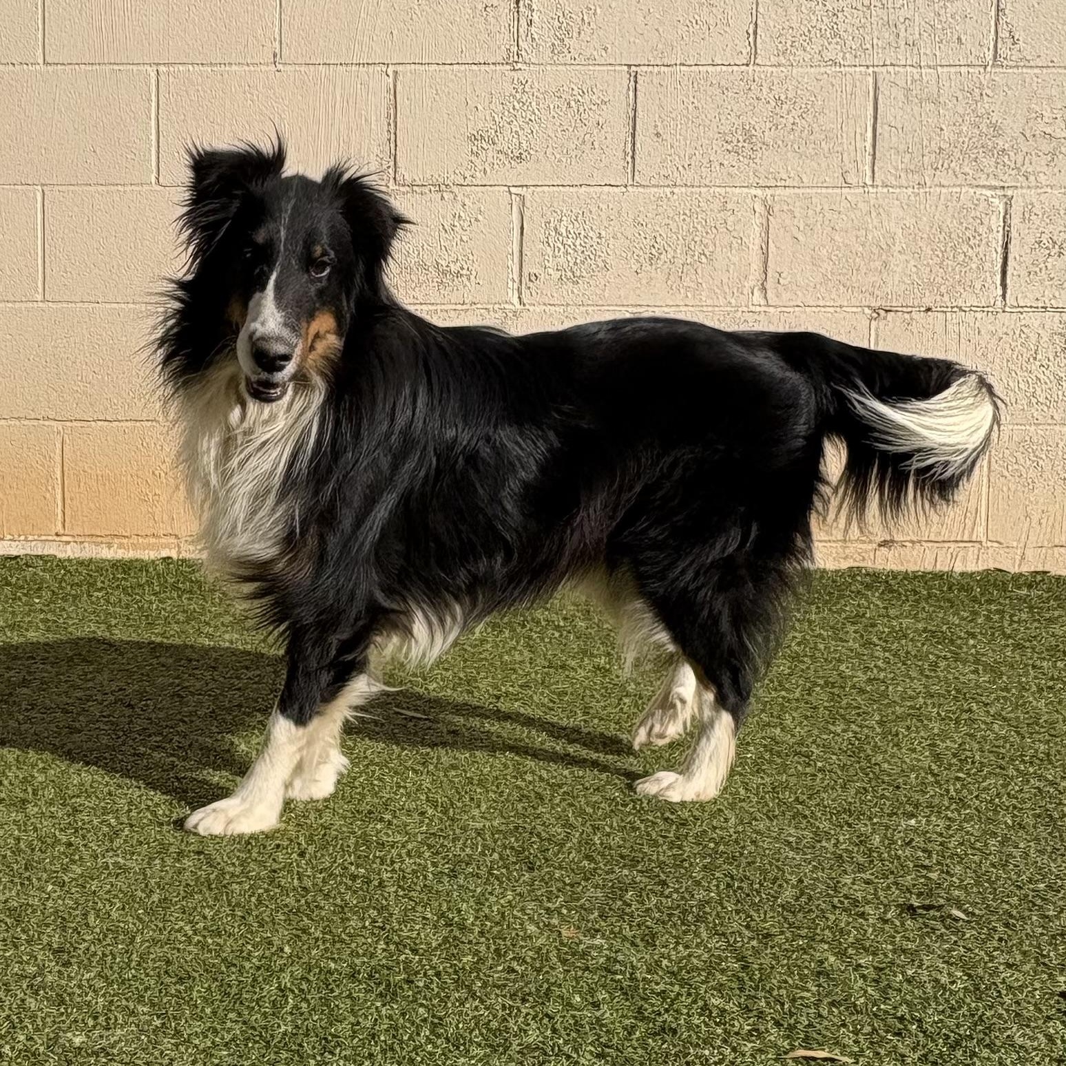 Hawkeye, adoptable, Young Male Shetland Sheepdog / Sheltie.
