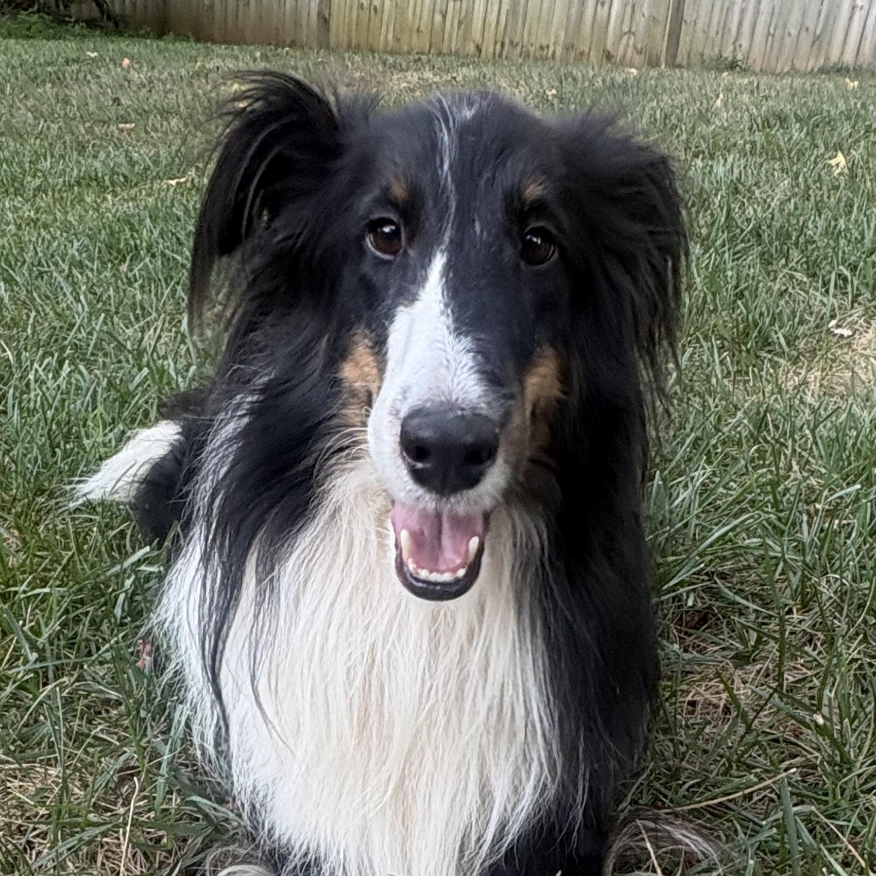 Hawkeye, Adoptable, Young Male Shetland Sheepdog / Sheltie.