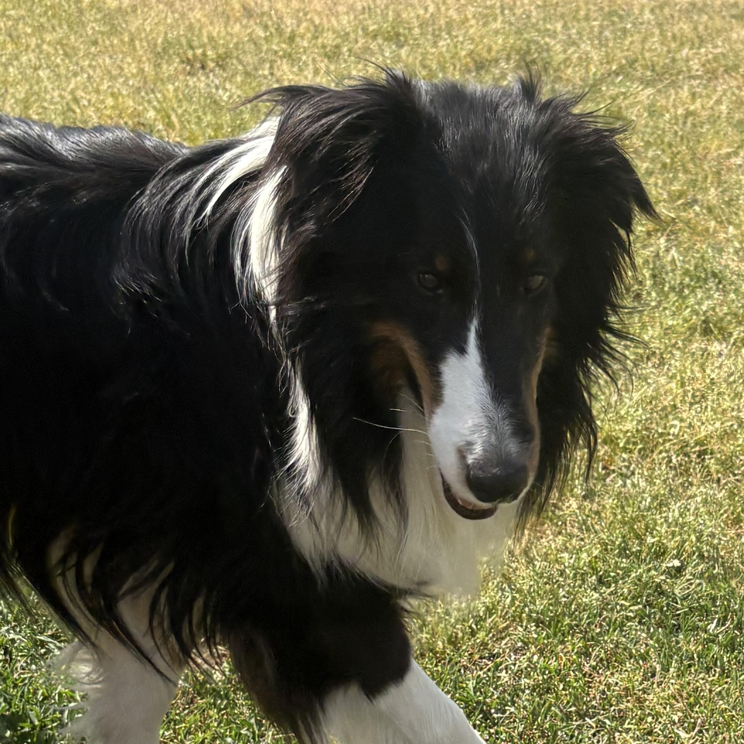 Enlarge Hawkeye, an adoptable Shetland Sheepdog / Sheltie in Charlotte, NC image 1/6
