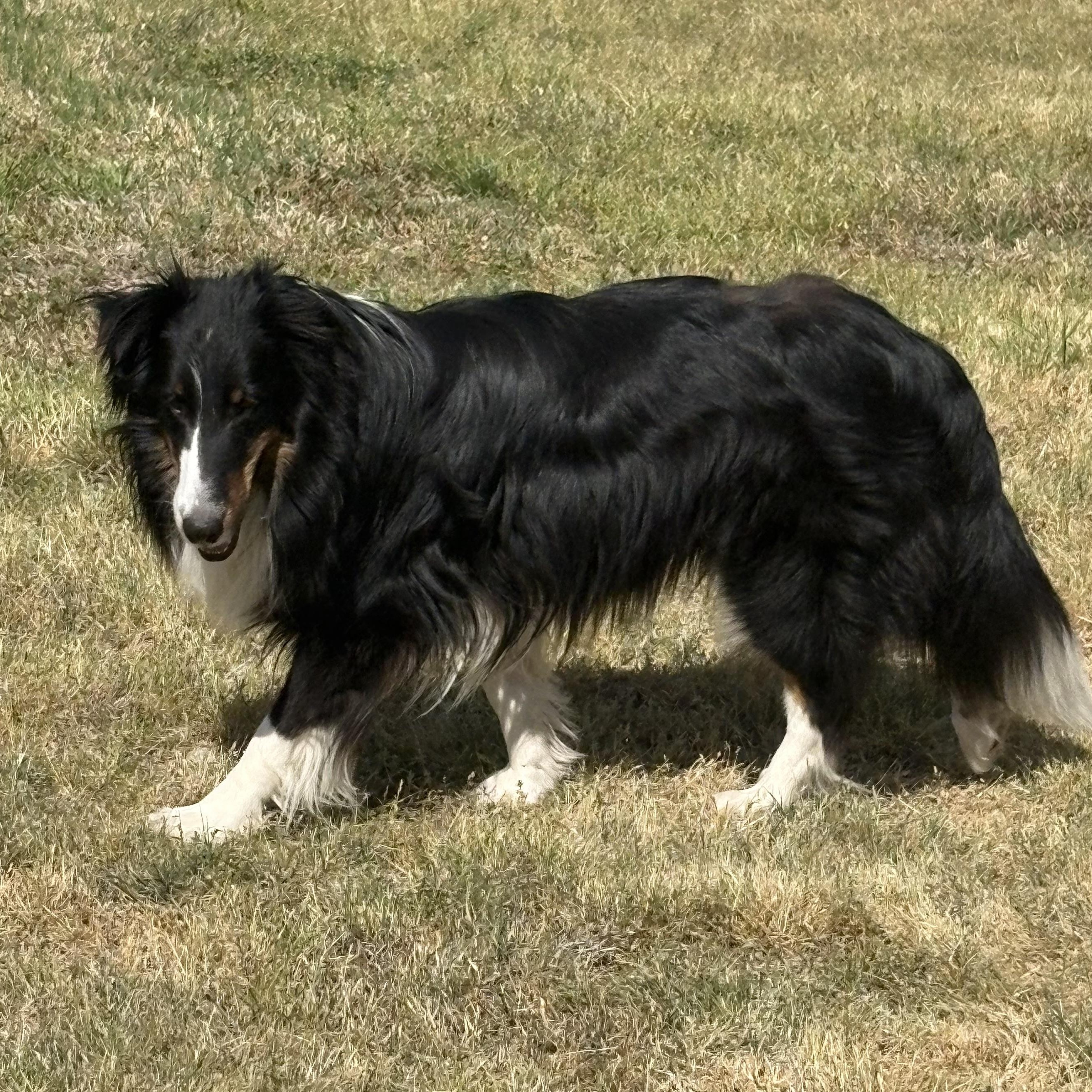 Enlarge Hawkeye, an adoptable Shetland Sheepdog / Sheltie in Charlotte, NC image 5/6