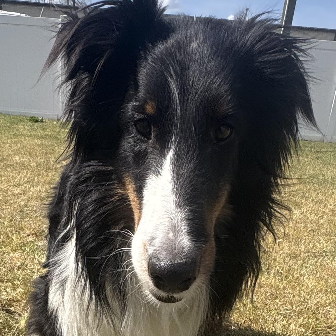 Enlarge Hawkeye, an adoptable Shetland Sheepdog / Sheltie in Charlotte, NC image 4/6