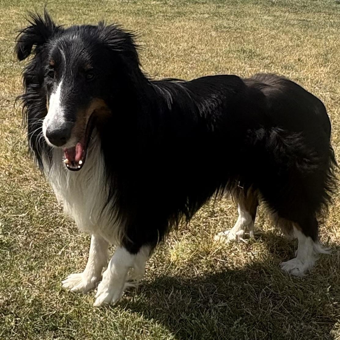 Enlarge Hawkeye, an adoptable Shetland Sheepdog / Sheltie in Charlotte, NC image 2/6
